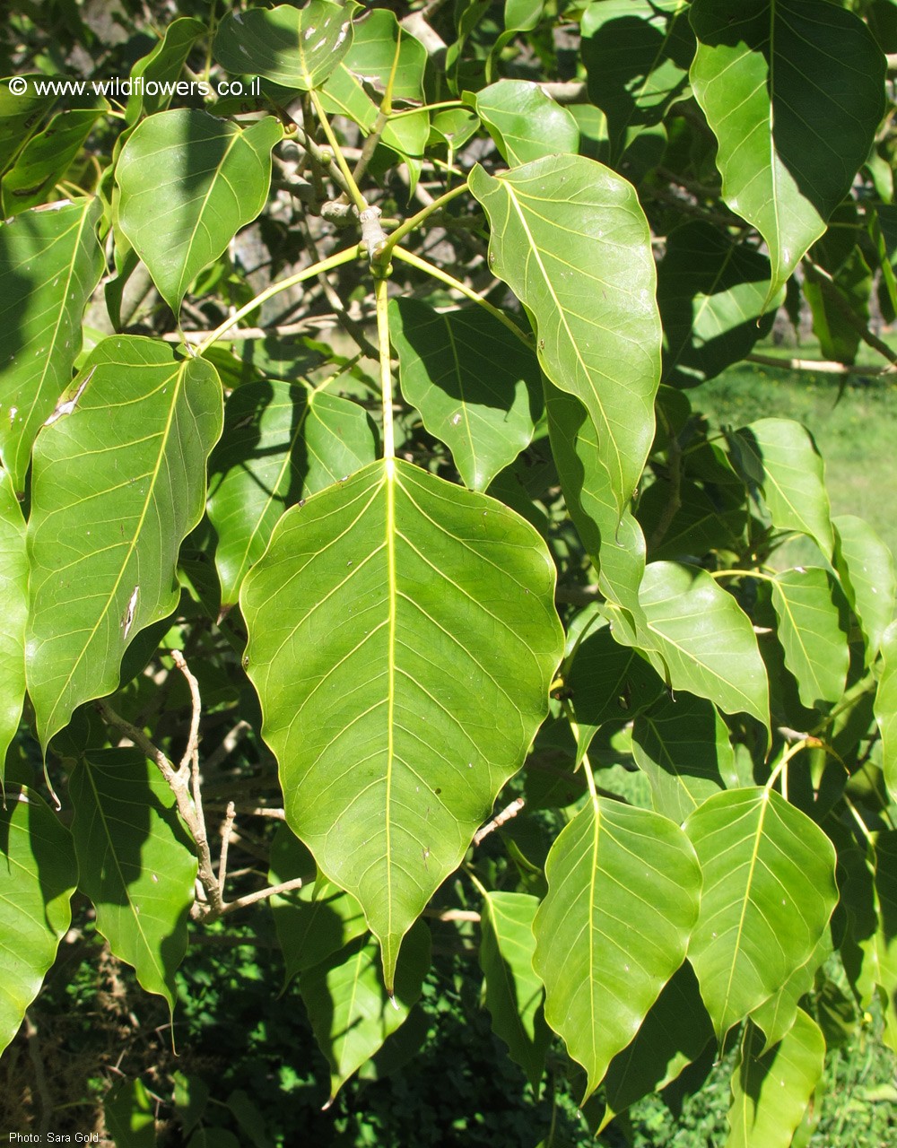 Ficus rumphii